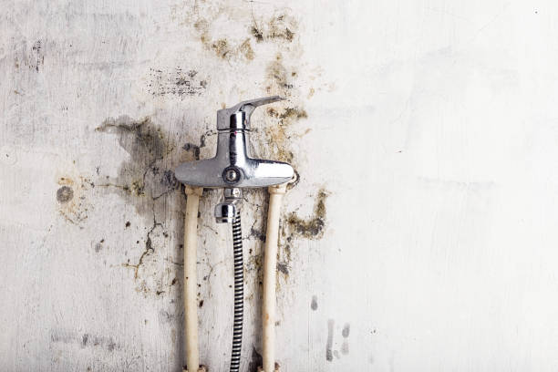 Best Mold Removal Near Me  in San Gabriel, CA
