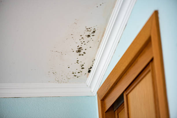 Best Certified Mold Removal  in San Gabriel, CA