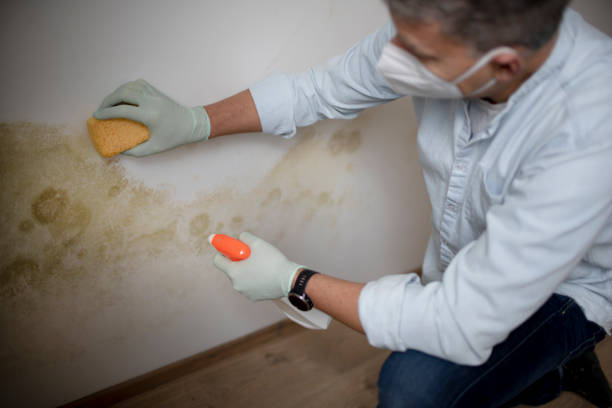 Best Mold Remediation Services  in San Gabriel, CA