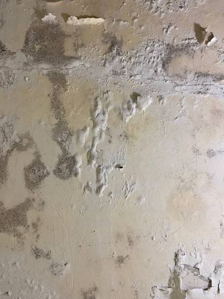 Best Black Mold Removal  in San Gabriel, CA