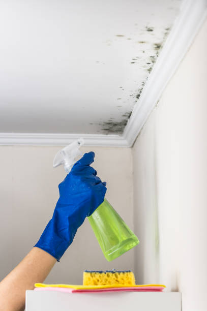 Best Crawl Space Mold Removal  in San Gabriel, CA